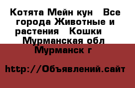 Котята Мейн кун - Все города Животные и растения » Кошки   . Мурманская обл.,Мурманск г.